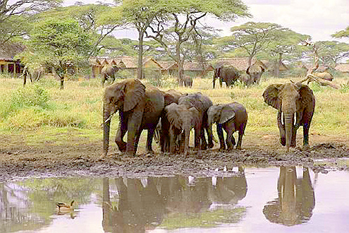 ndutu Now at one of my favorite Serengeti lodges, Ndutu.
