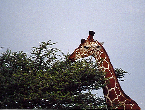 Found only in Kenya: the reticulated giraffe.