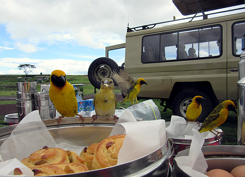 Breakfast in the crater.