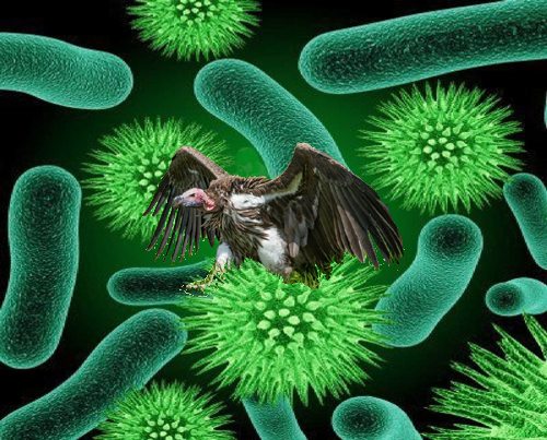 vultureattacksmicrobes